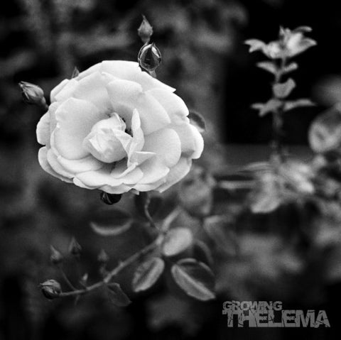 Thelema - Growing