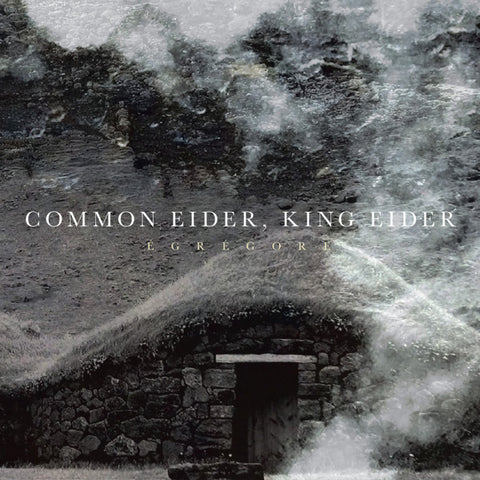 Common Eider, King Eider - Égrégore