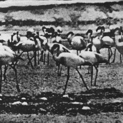 Kellarissa - Flamingo